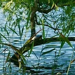 Waldstrand Berger بيت للعطل *