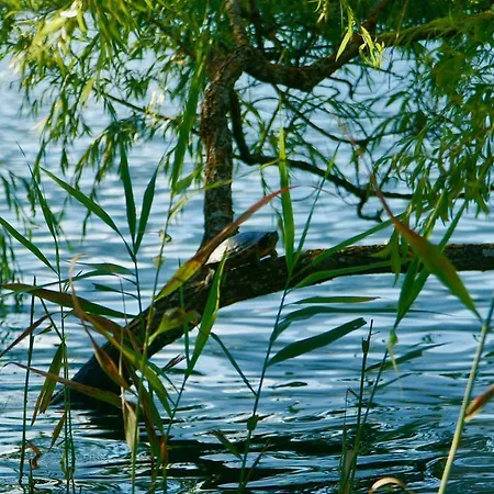 Waldstrand Berger Dom wakacyjny *