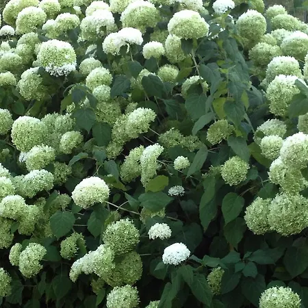 Vakantiehuis Waldstrand Berger Seeboden