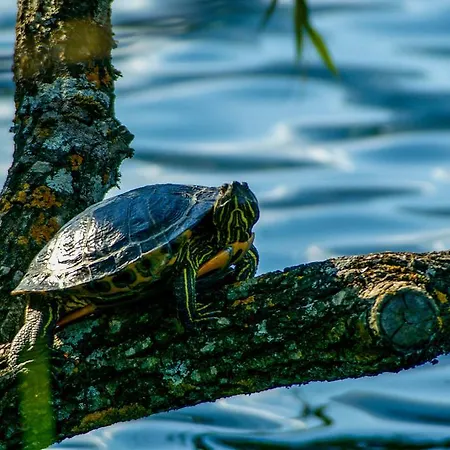 Vakantiehuis Waldstrand Berger *