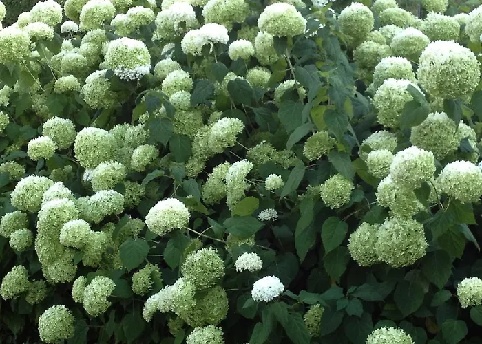 بيت للعطل Waldstrand Berger سيبودن