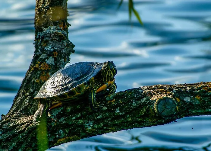 Tatil Evi Waldstrand Berger *